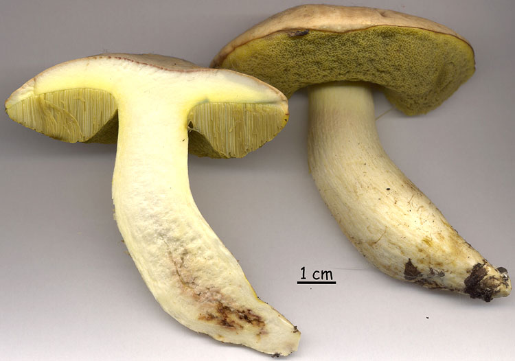 Boletus depilatus